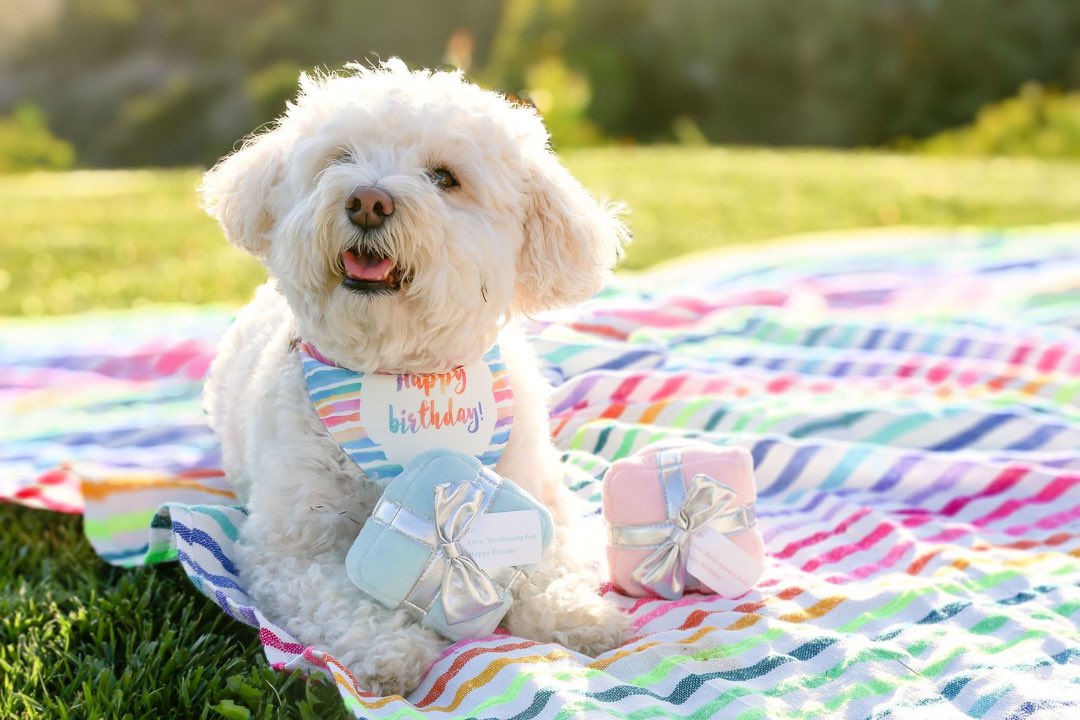Our bandanas are now 50% off at check out when you use the promo code: PUPPYLOVE ! 💕 #VanderpumpPets