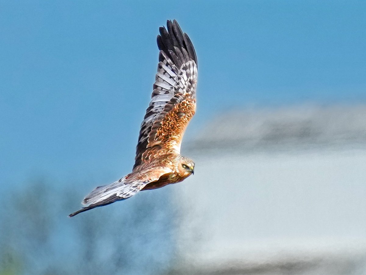 DerekLa31371503's tweet photo. Have had two days in Somerset enjoying the wildlife https://t.co/FftRDrncDl