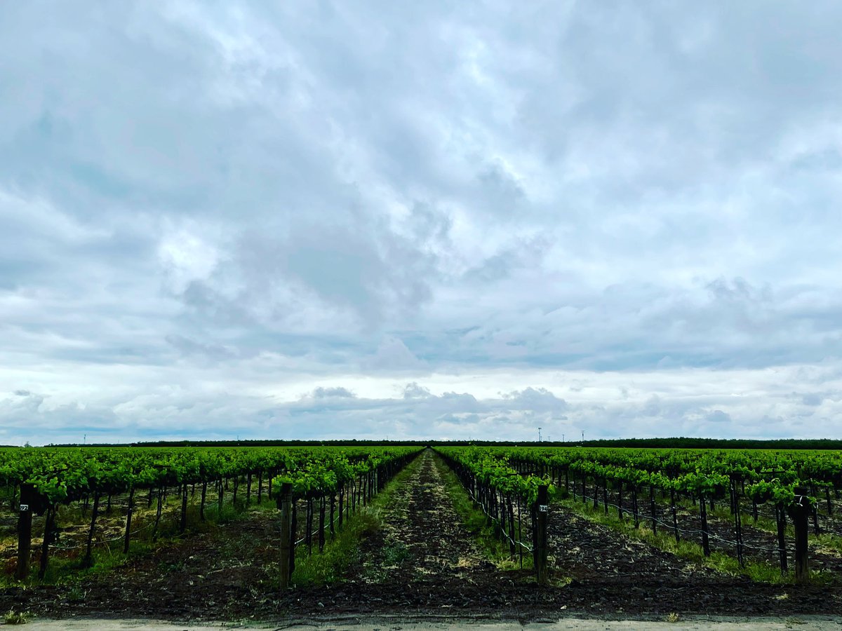 ✨Beauty as far as the eye can see! 
.
#broncowineco #vineyards #farming #wine #winelover