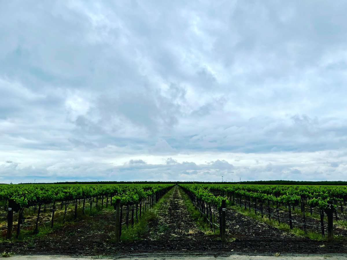 ✨Beauty as far as the eye can see! . #broncowineco #vineyards #farming #wine #winelover