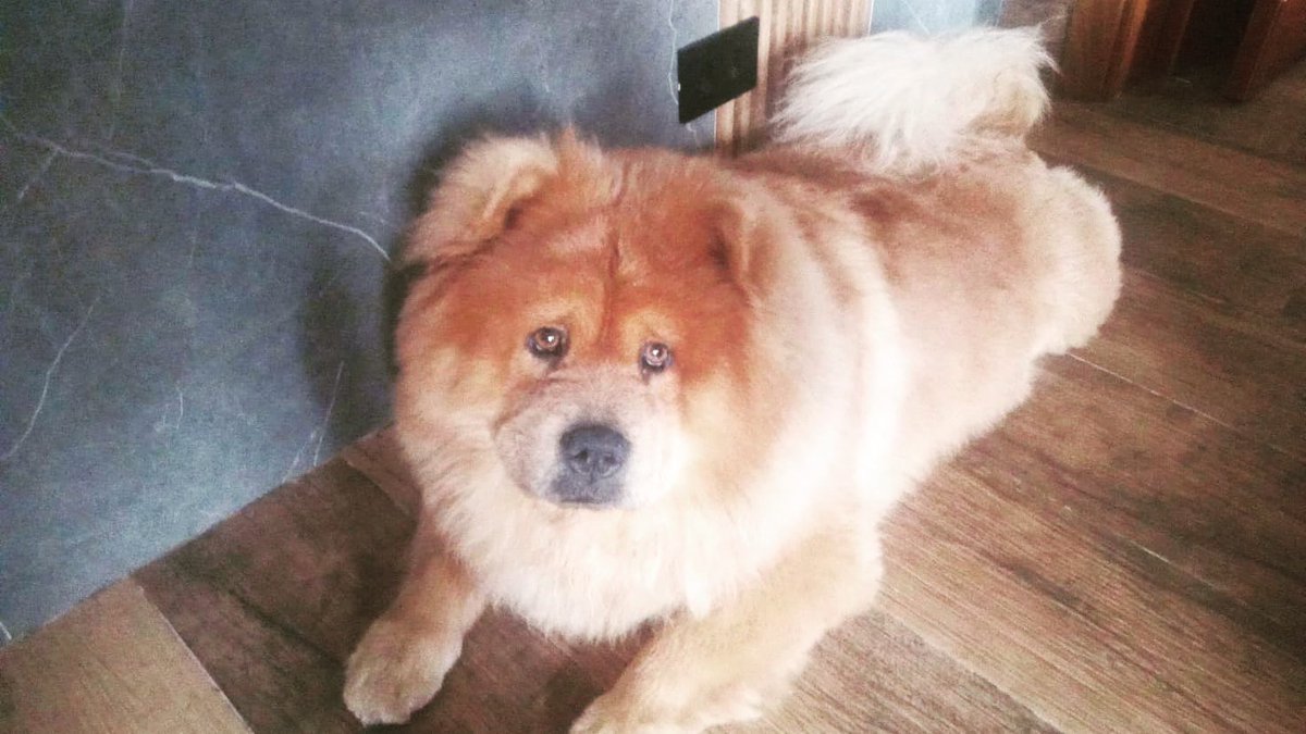 lan_vales's tweet photo. @CanadianPenny1 Happy birthday, Penny!!! From me and my Simba! https://t.co/h5mLvQBWLS