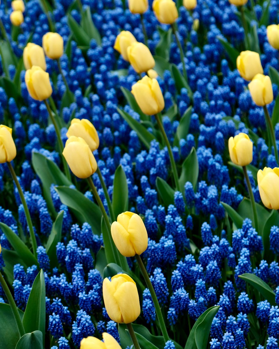 AblyApparel's tweet image. "Sweet April showers do spring May flowers" – Thomas Tusser

📸 Jasmin Maag via Unsplash

#AblyApparel | #WhateverProof