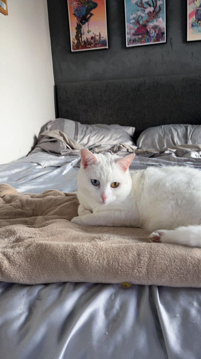 Cat post to apologise for the selfie earlier