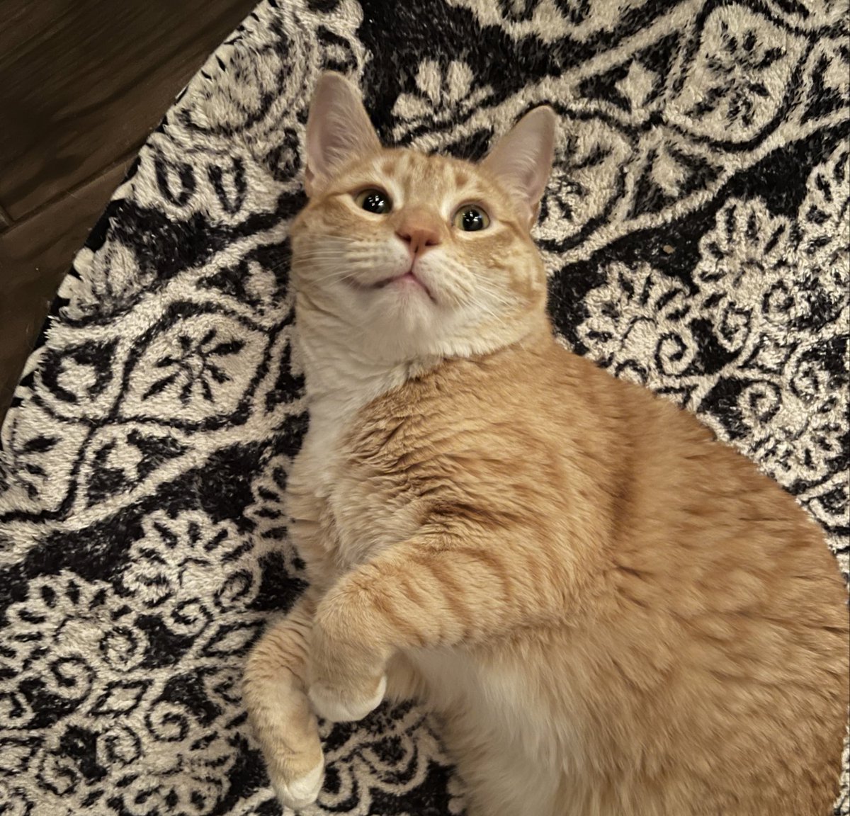JortsTheCat's tweet photo. I fully support your endeavors even if I have no clue what you’re talking about https://t.co/tDtNGeSuB6