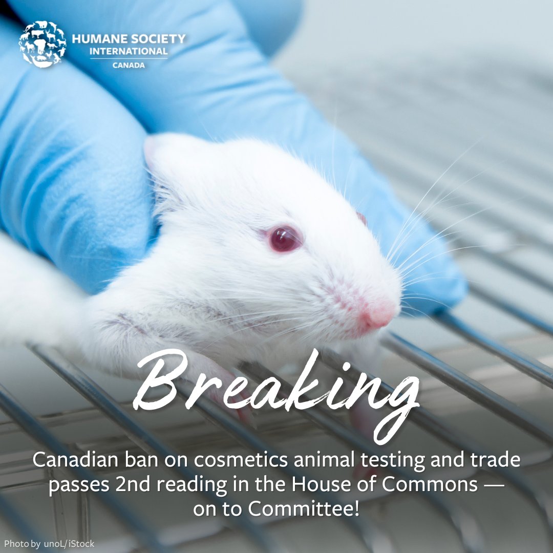 humaneworldcan's tweet photo. Campaign #update 🚨 A ban on cosmetics animal testing passed a 2nd reading vote this week and will be moving to Committee as part of the #BudgetImplementationAct.

This is a crucial milestone in protecting lab #animals from needless suffering.  🐁​
​
✍️ https://t.co/H81cke4ZIF https://t.co/Qicc0raJgJ