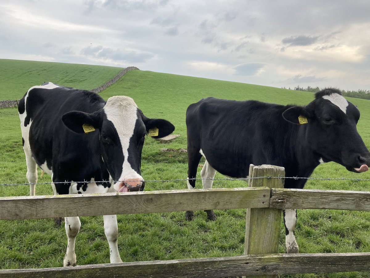 tammini25's tweet photo. @Dalesbrad007 are these yours on the Pennine Way? Very inquisitive! #cows https://t.co/pIVOCZ0v9z
