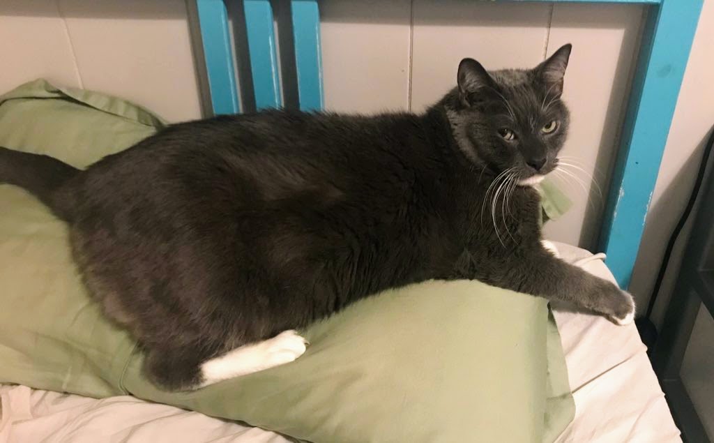 old friends senior hijack sanctuary tweet media