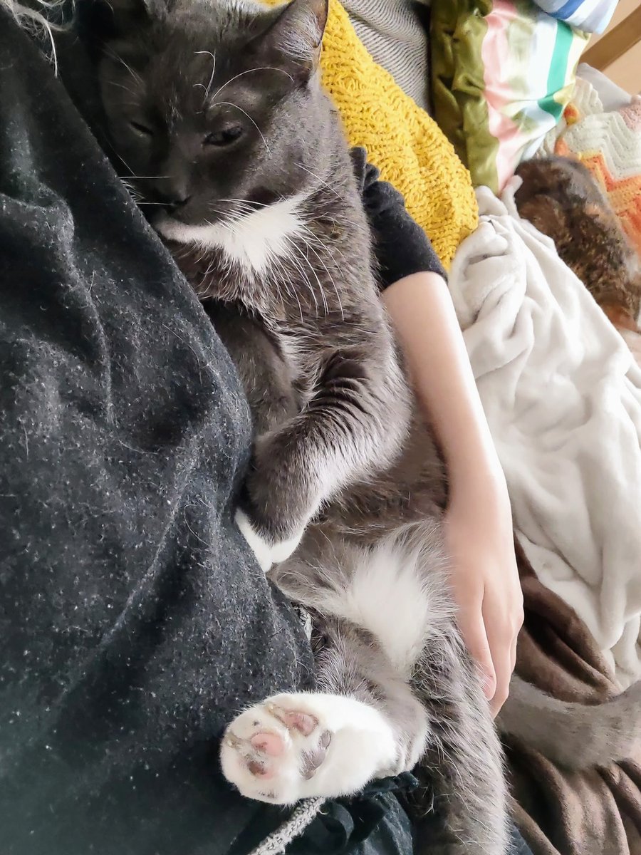 old friends senior hijack sanctuary tweet media