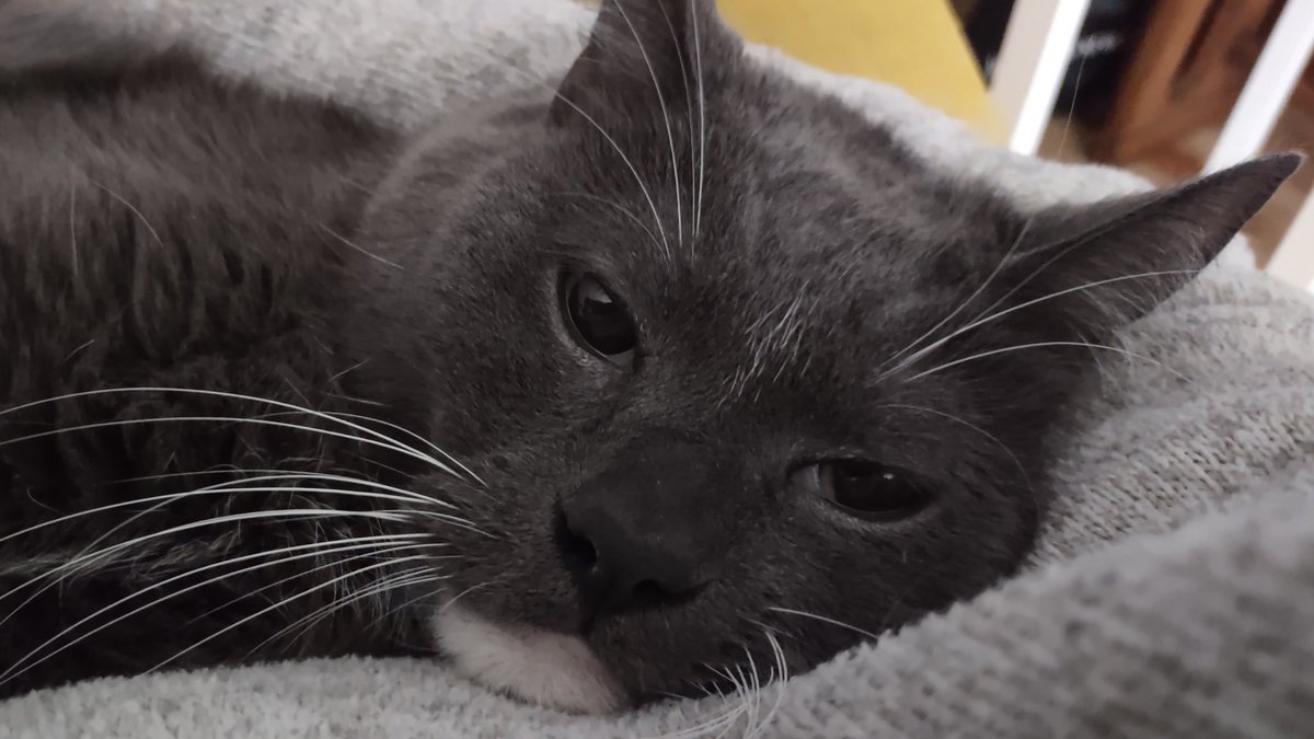 old friends senior hijack sanctuary tweet media