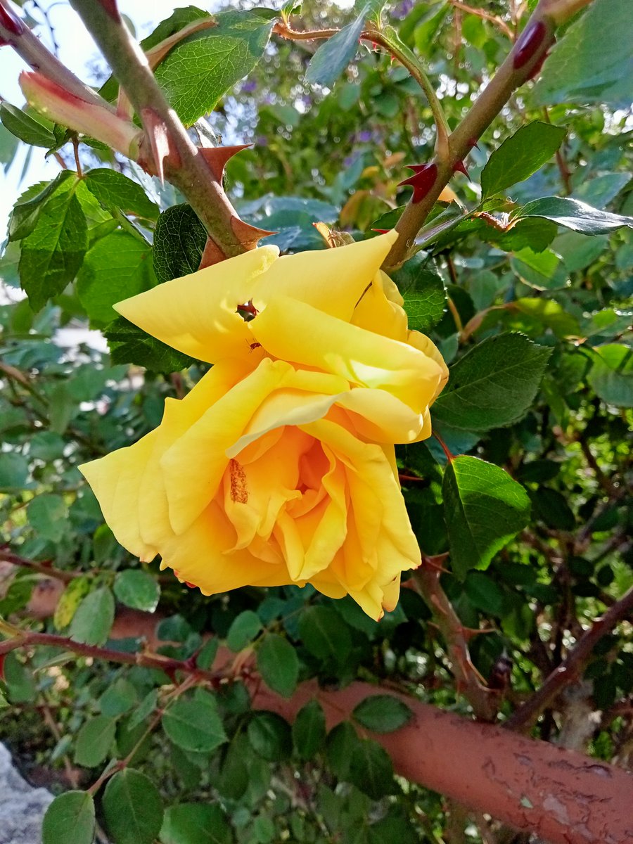 alentejo_1970's tweet photo. #detail #eveningrose #eveningphoto 💛 https://t.co/498FRdWgQ9