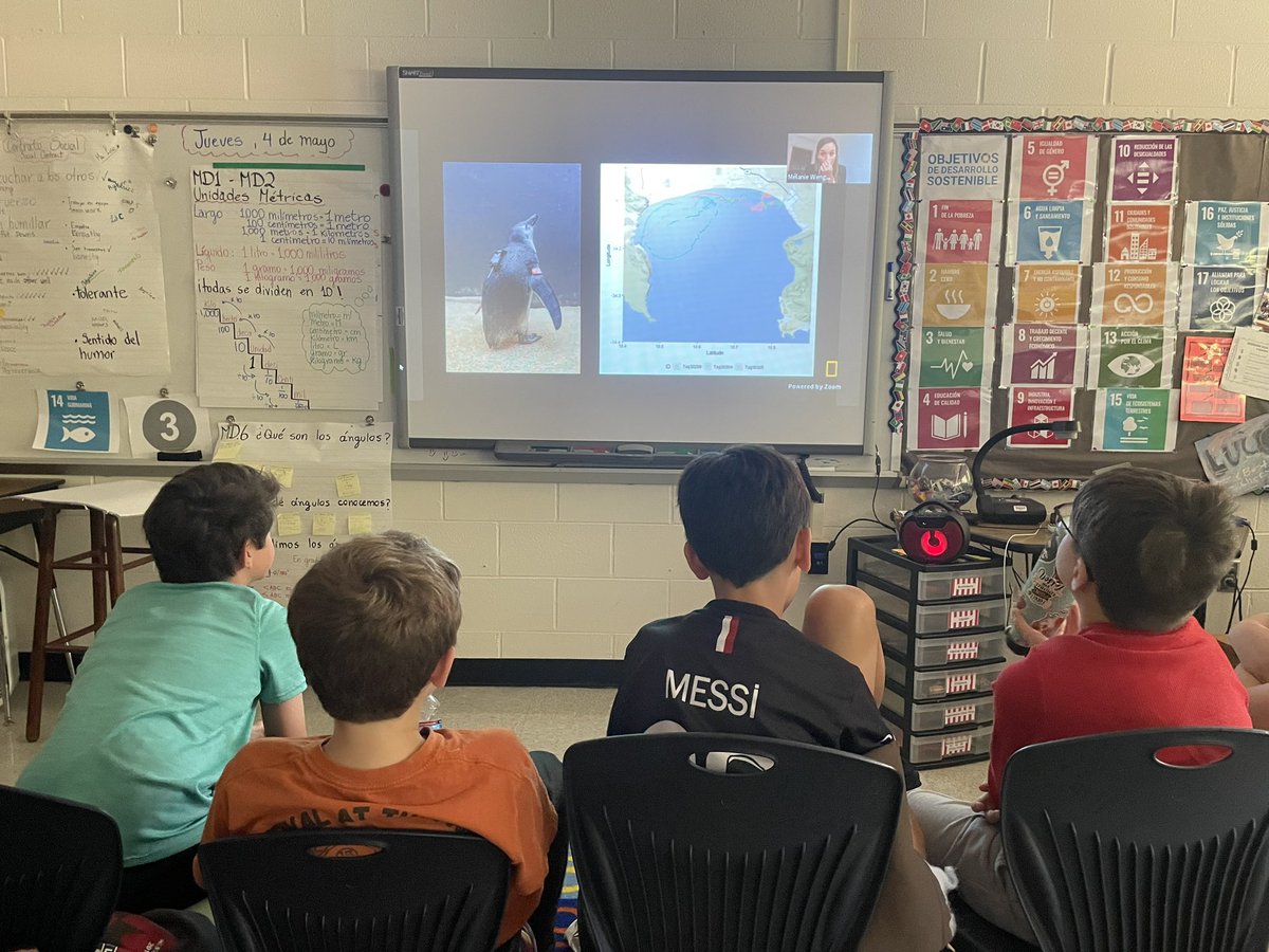 ms_luco's tweet photo. Today we had a National Geographic Explorer online lesson, Mélanie Wenger taught us about the South African penguin 🐧 @Smith_Seabees
#ambassadorteacher #UnitingOurWorld 
@ParticipateLrng 
 #UnitedWeTeach https://t.co/8YdQW8oLvo