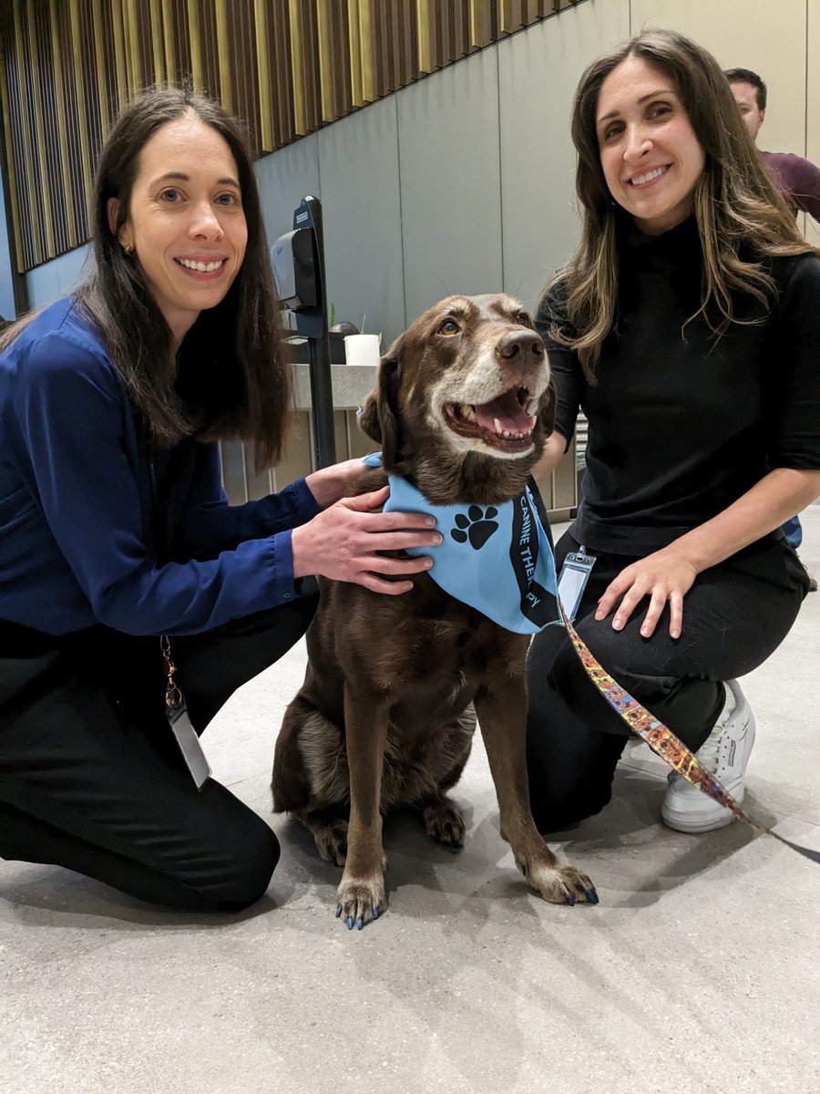 BHarchitects's tweet photo. Our Toronto Studio took some time out yesterday for corporate canine therapy with these amazing fur babies. Thanks to the Management at Menkes' 320 Bay Street for organizing this! https://t.co/zithHdvrI6