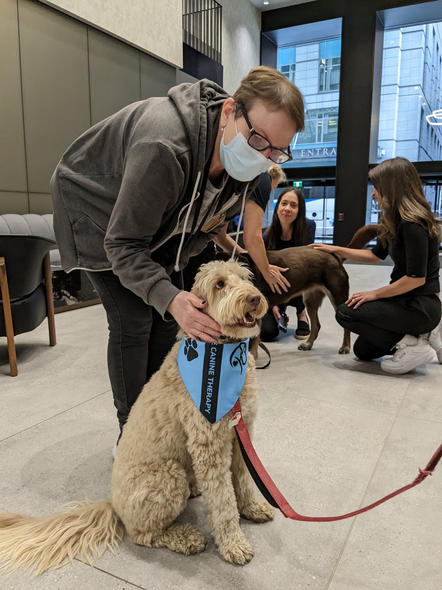 BHarchitects's tweet photo. Our Toronto Studio took some time out yesterday for corporate canine therapy with these amazing fur babies. Thanks to the Management at Menkes' 320 Bay Street for organizing this! https://t.co/zithHdvrI6