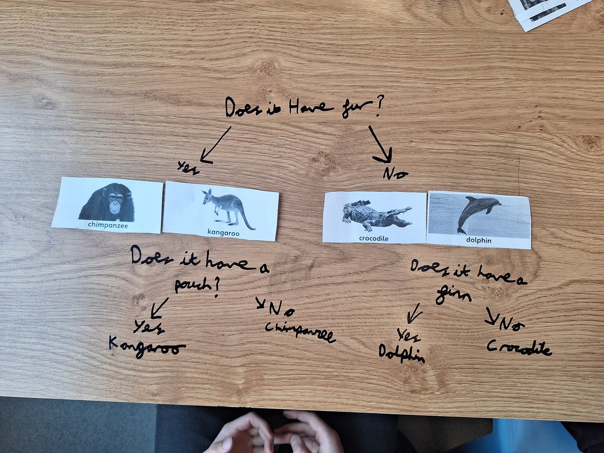 EastfieldPSHull's tweet photo. #4KC enjoyed creating classification keys in our Science lesson yesterday! We asked relevant questions about animals and their characteristics in order to group them. #epsscience https://t.co/UJB65XkFx9