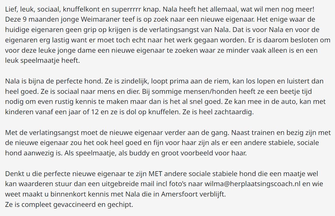 DeRavissante's tweet photo. Super leuke, lieve, zeer sociale Weimaraner pup Nala van 9 maanden zoekt een nieuwe eigenaar MET andere hond. 

RT is fijn ❤️ https://t.co/KAbBJVqv8m