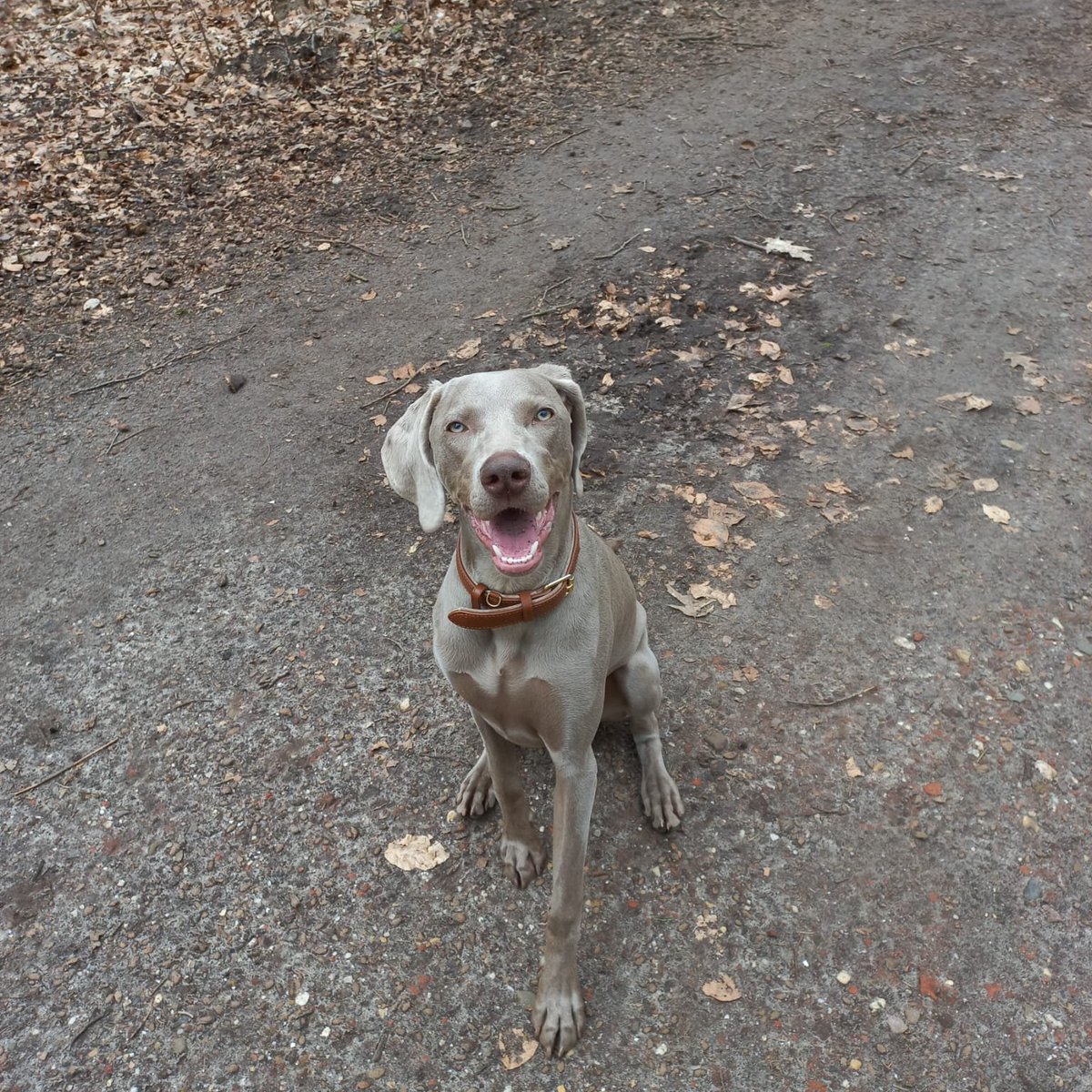 DeRavissante's tweet photo. Super leuke, lieve, zeer sociale Weimaraner pup Nala van 9 maanden zoekt een nieuwe eigenaar MET andere hond. 

RT is fijn ❤️ https://t.co/KAbBJVqv8m