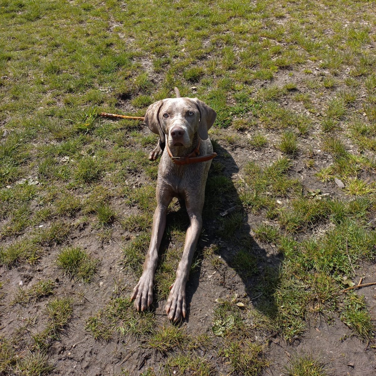 DeRavissante's tweet photo. Super leuke, lieve, zeer sociale Weimaraner pup Nala van 9 maanden zoekt een nieuwe eigenaar MET andere hond. 

RT is fijn ❤️ https://t.co/KAbBJVqv8m