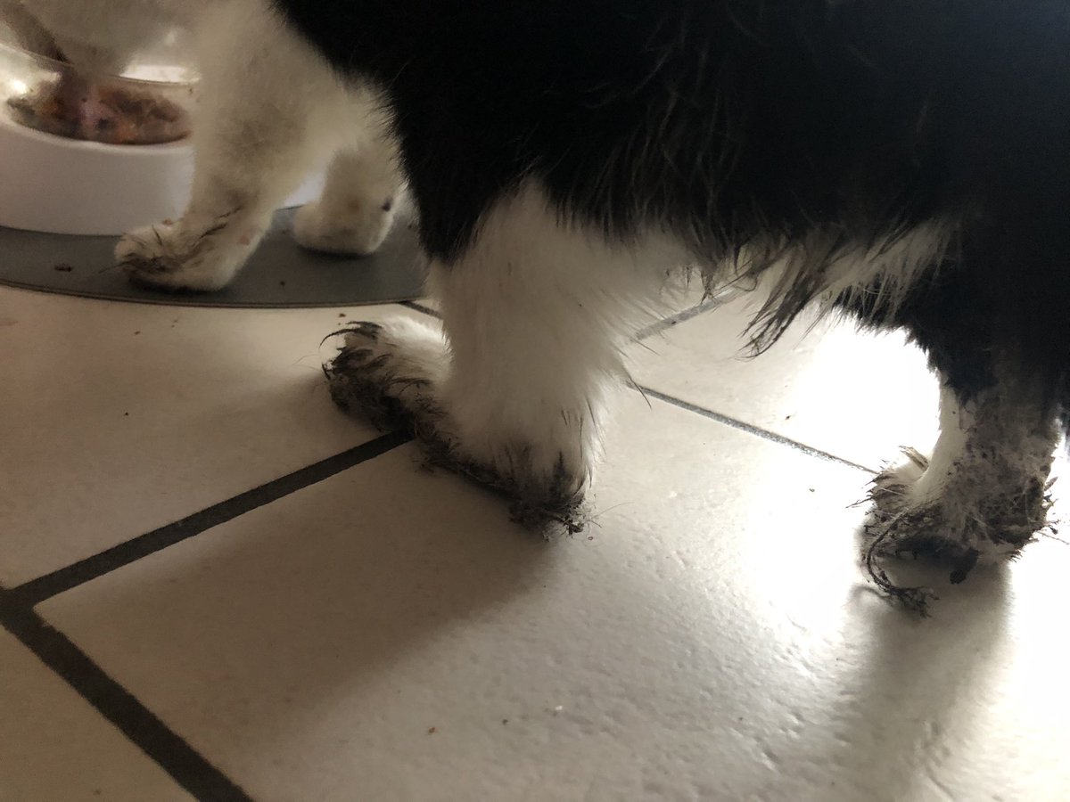 AlainDS2050's tweet photo. Thuiskomen na uw werk en zien dat mijn katje zijn twee poten vasthangen in een lijmplank tegen ongedierte…😿 al een heel gevecht mogen leveren …😓 #godver #klote https://t.co/GjX8YcOHlS