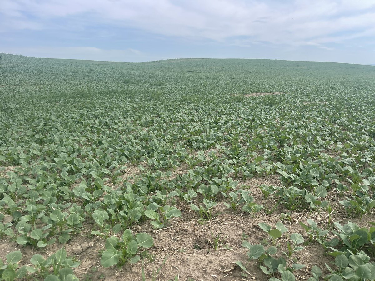 Spring canola is coming in nice and strong! Time to clean some of these fields up.