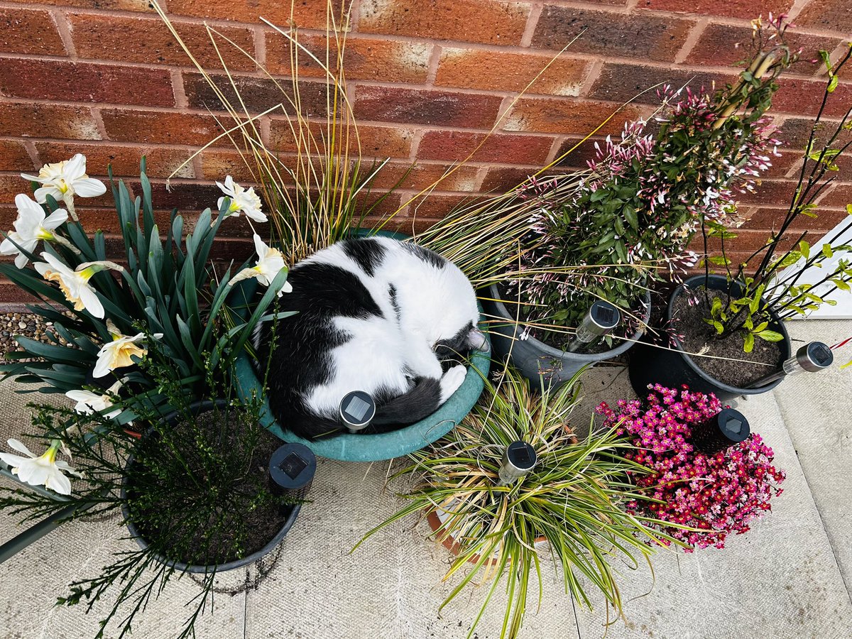 So this happened at the weekend

#CatsOfTwitter