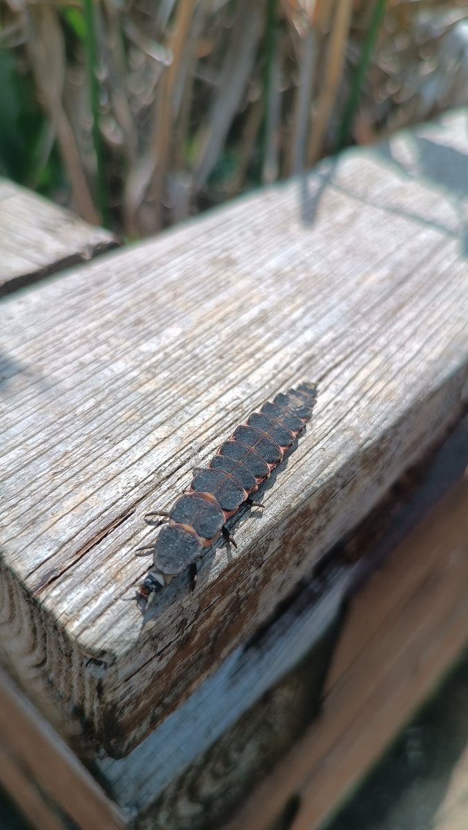 Avui he vist una cuca de llum al jardí de #valldoreix. M'és d'una gran ajuda perquè es menja els cargols, com els erisons