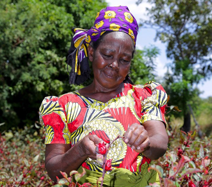 TrueOriginFood's tweet image. Why is Meru Herbs so special? Read our MD Tracy’s personal connection to this women led #FairTrade producer group in Kenya facing the challenge of losing its biggest customer, #Traidcraft bit.ly/426bRjM