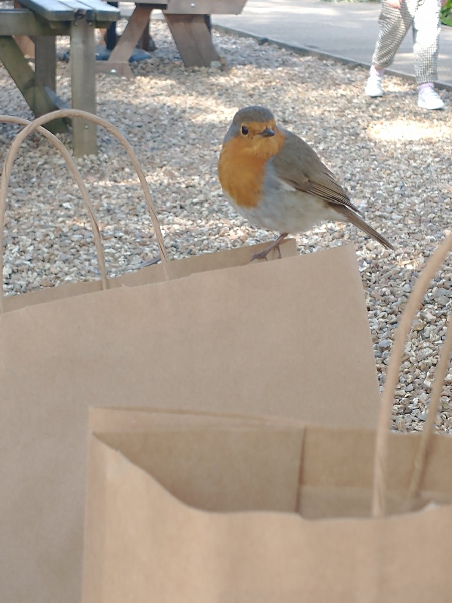 Met this friendly robin <a href="/WattsGallery/">Watts Gallery - Artists' Village</a> after a retail therapy session in their lovely shop. It actually ate out of my hand which was such a joy. #happy #robin #specialplace #tame #roundrobin