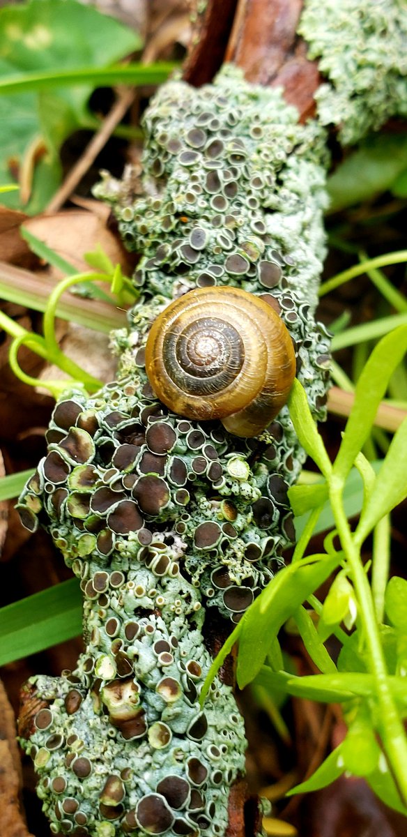 New snail friend 🐌🖤