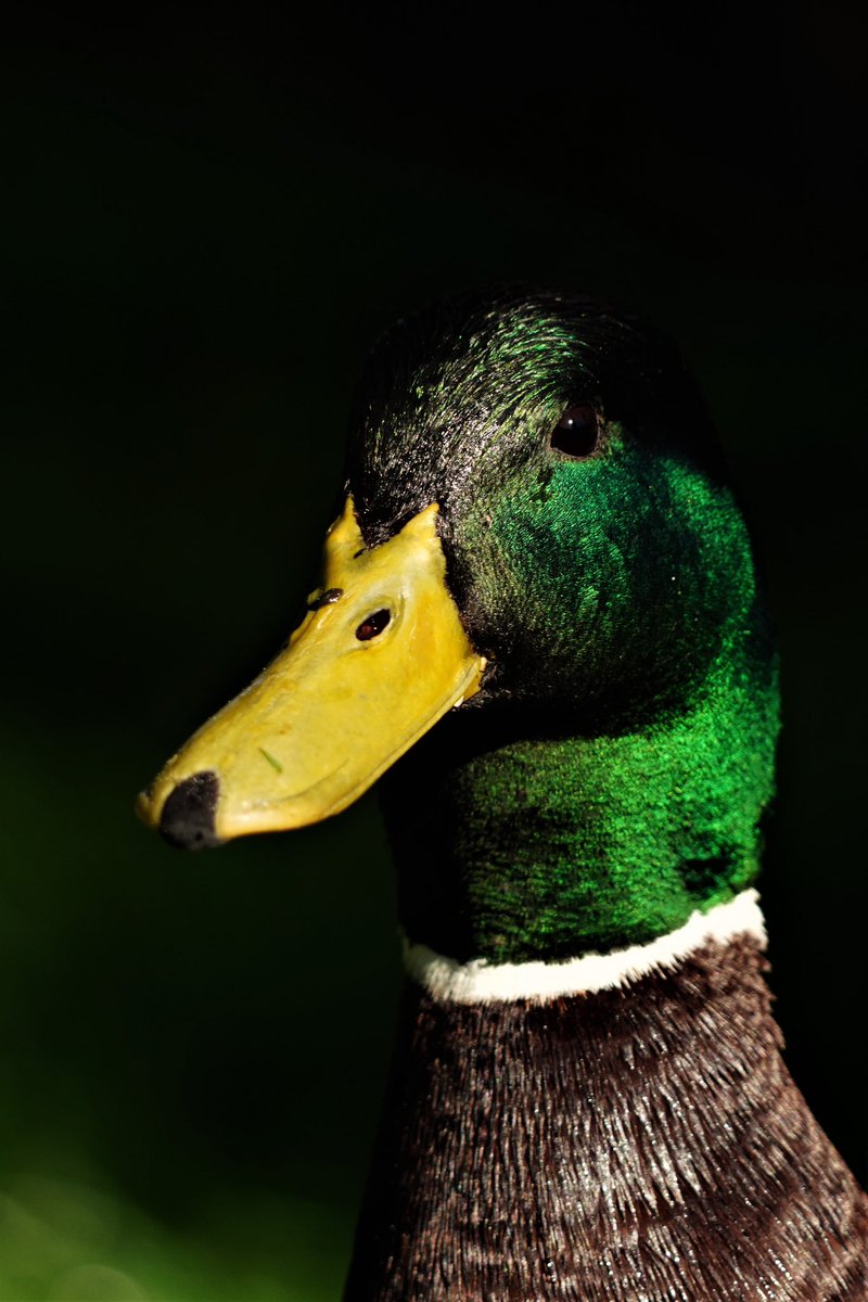 WildlandFocus's tweet photo. Portrait of a Mallard 

#wildlifephotography 
#birdphotography #ThePhotoHour 
#TwitterNaturePhotography https://t.co/UYKANVRu2N