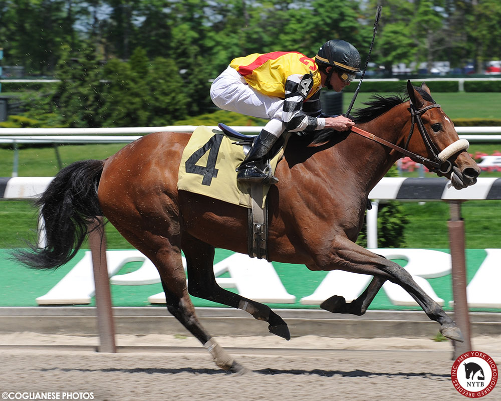 nytbreeders's tweet photo. .@GallaghersStud has developed Gambling Girl's family for decades. Eventail, shown taking the New York Oaks, was a 2nd generation homebred. She produced Tulipmania, shown at BEL & dam of the #KYOaks entrant, herself shown as a foal & at #FTSar. Full story: https://t.co/Jl4FPrlFtw https://t.co/1XQFIOyHKC