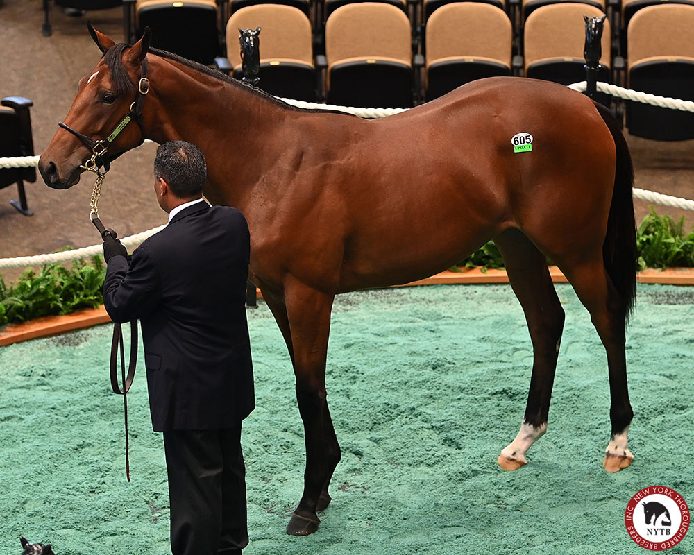 nytbreeders's tweet photo. .@GallaghersStud has developed Gambling Girl's family for decades. Eventail, shown taking the New York Oaks, was a 2nd generation homebred. She produced Tulipmania, shown at BEL & dam of the #KYOaks entrant, herself shown as a foal & at #FTSar. Full story: https://t.co/Jl4FPrlFtw https://t.co/1XQFIOyHKC