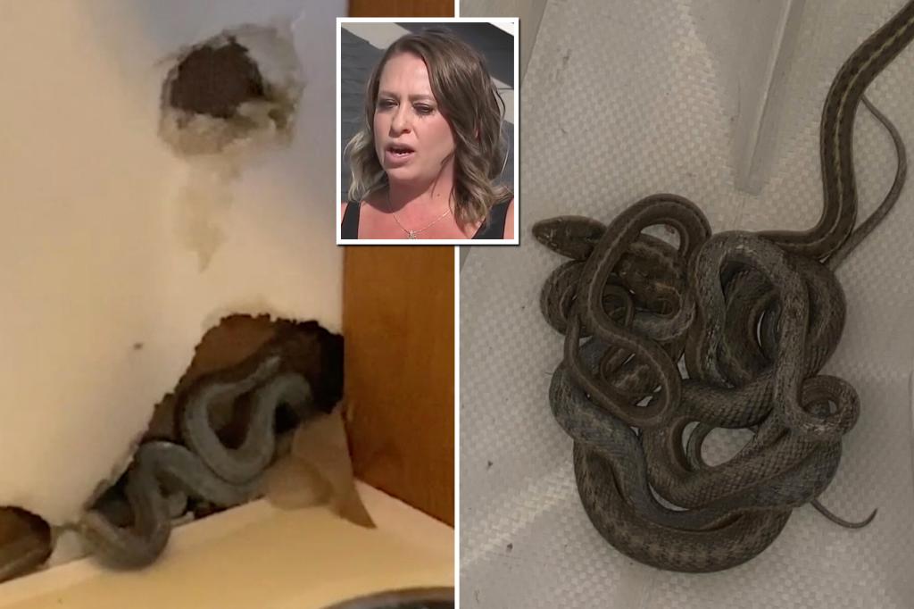 New York Post on Twitter "Homebuyer finds her new house infested with
