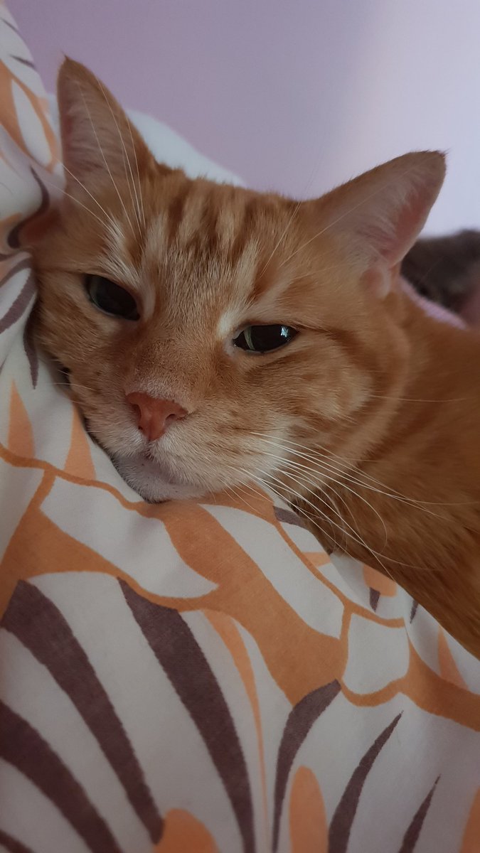 ad_9611's tweet photo. My little red fluffy baby 2 days that you're gone and it still feels unreal... I miss you so bad...I love you always and forever 💚 https://t.co/y9gc5ykAvx