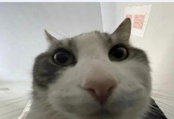 ℨ𝔢𝔣𝔣𝔦𝔯𝔢𝔩 tweet media