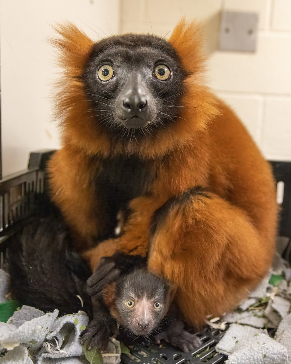 NashvilleZoo's tweet photo. Dear world, meet Penelope. 😍 Our 7-year-old red ruffed lemur, Phoebe, gave birth for the first time on April 20. Since red ruffed lemurs are critically endangered in the wild, each birth is crucial to the survival of the species. 💛 https://t.co/jtICTdiUpk
