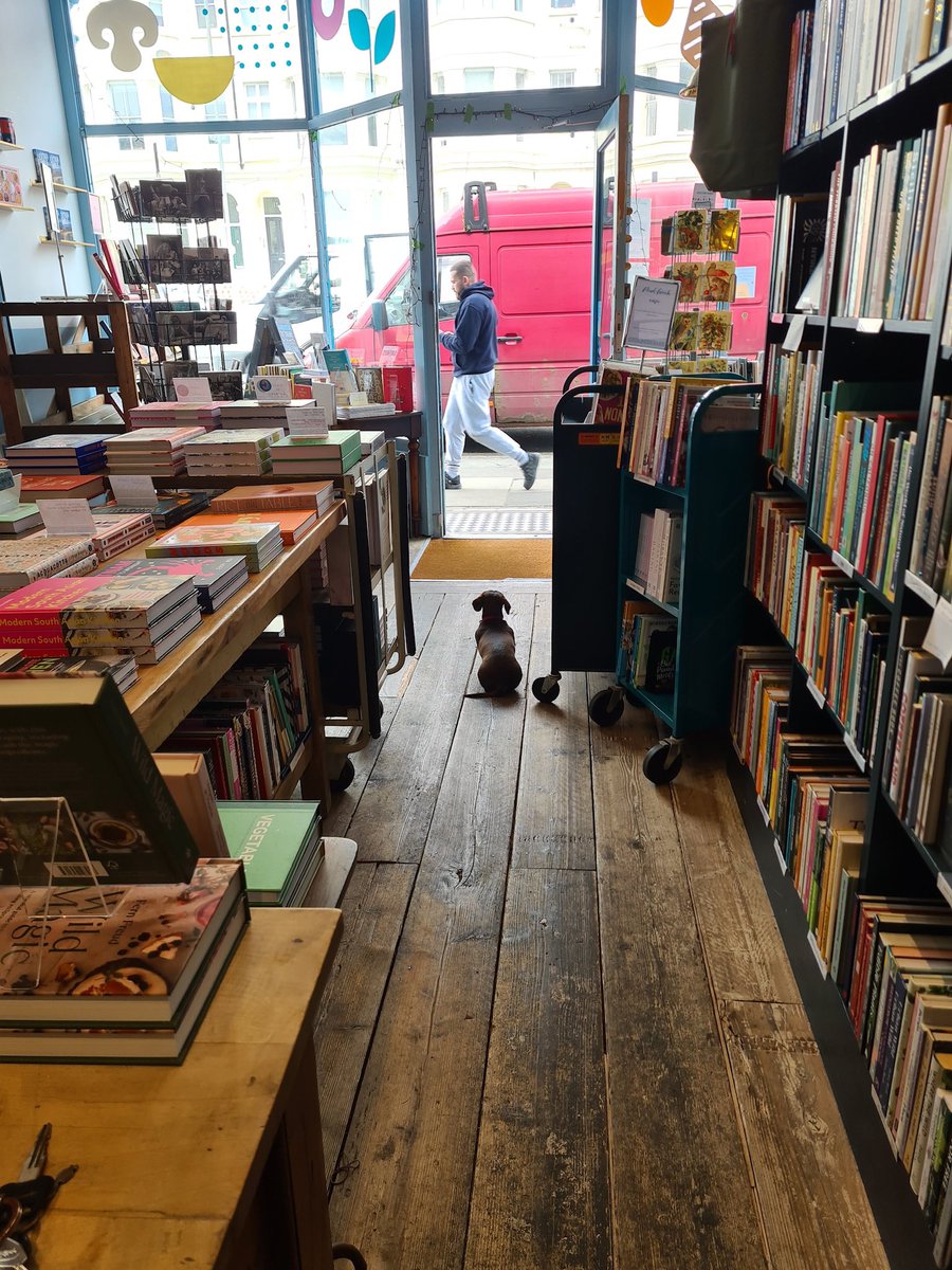 Matilda surveying the world 
#cookbookshop #bookshopdog