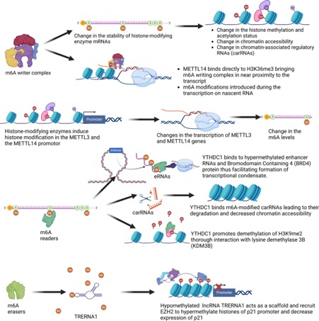 Emma Louise Robinson, PhD, FHFA (@robinson7l) on Twitter photo Happy to share our review on integration of omics data sets to enhance knowledge of cardiovascular disease. Out now in <a href="/BasicResCardiol/">Basic Research in Cardiology</a> . A team effort from members of the <a href="/cost17129/">COST17129</a> and <a href="/AtheroNET/">AtheroNET COST Action</a> COST Actions. <a href="/miron_sopic/">Miron Sopic</a> link.springer.com/article/10.100… Happy to share our review on integration of omics data sets to enhance knowledge of cardiovascular disease. Out now in <a href="/BasicResCardiol/">Basic Research in Cardiology</a> . A team effort from members of the <a href="/cost17129/">COST17129</a> and <a href="/AtheroNET/">AtheroNET COST Action</a> COST Actions. <a href="/miron_sopic/">Miron Sopic</a> link.springer.com/article/10.100…