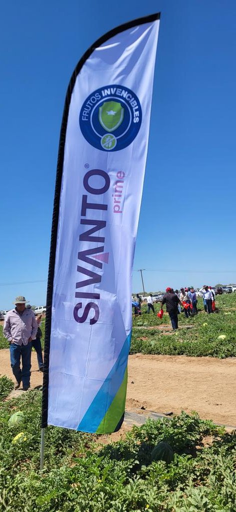 SoniaRios84's tweet photo. Im looking foward to giving my talk at the Watermelon Experience @BayerenMexico later on"Virus Management in Watermelon Production." I will be zoning in on the whitefly and preventive measures. π
@Bayer4CropsUS @BayerCropProUS @Bayer
#watermelon #bayercropscience #seminisseed https://t.co/SgqHXsUOmI