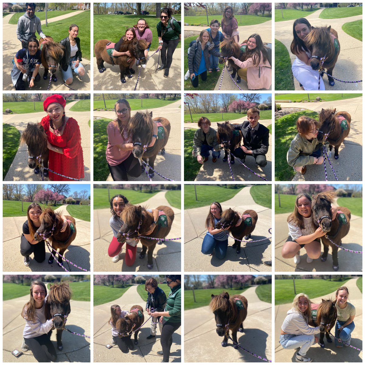 soulharborranch's tweet photo. Unique exam relief with our sweet registered @pet_partners therapy miniature horse Unique! 💜 Rocking her sparkly purple @, Unique shared lots of love during exam week at @JudsonUniversi1 💙 #horsehugs #examrelief #ineededthat #beststressreliefever https://t.co/mfZatlSk1m