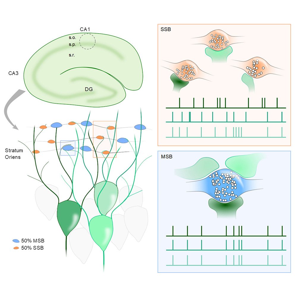 Benjamin Compans (@bcompans) on Twitter photo Multi-synaptic boutons are a feature of CA1 hippocampal connections in the stratum oriens cell.com/cell-reports/f…
Our latest paper is out! Great collaboration combining EM, super resolution and modelling. <a href="/jbneuro/">Juan Burrone Lab</a> Multi-synaptic boutons are a feature of CA1 hippocampal connections in the stratum oriens cell.com/cell-reports/f…
Our latest paper is out! Great collaboration combining EM, super resolution and modelling. <a href="/jbneuro/">Juan Burrone Lab</a>