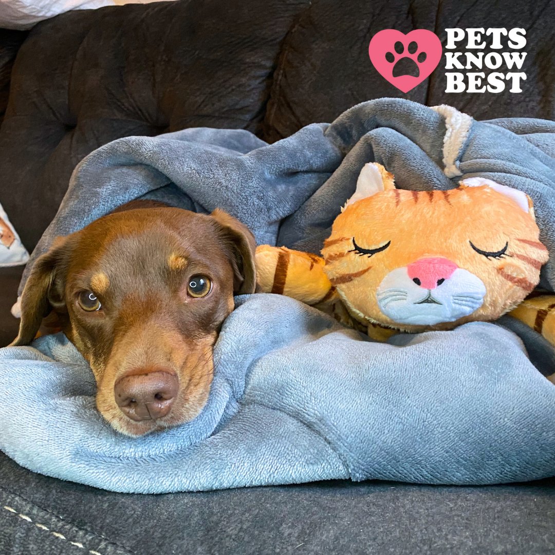 SocialFireMedia's tweet photo. We love to try out our clients' fun products. 😍 Here is Addison's dog, Deli cuddled up with HuggieKitty™ by Pets Know Best. 💕

#socialfiremedia #petsknowbest #huggiekitty https://t.co/d21kDE3izr