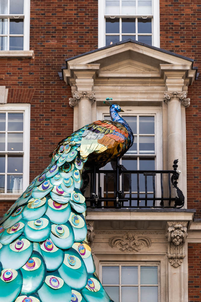 Is it a bird, is it a plane or is it a 7 metre peacock scaling the heights of Piccadilly? 🦚 Taking 4 weeks to create and 2 days to install, each of it's 1,298 tail feathers is made from recycled Fortnums caddies and tins. Truly magnificent! 

#Fortnums I bit.ly/3KvtmUj
