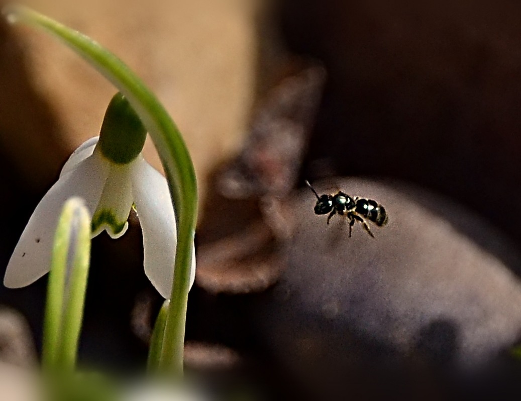 urbanehillbilly's tweet photo. #InsectThursday apart from a couple of non-native honeybees, this was the first #bee of the year (same one? never saw more than one at a time, over several days last week on or near #Rockgarden in front of the house. #ABBees #Alberta #MayDay #spring https://t.co/HQQOwWLYad