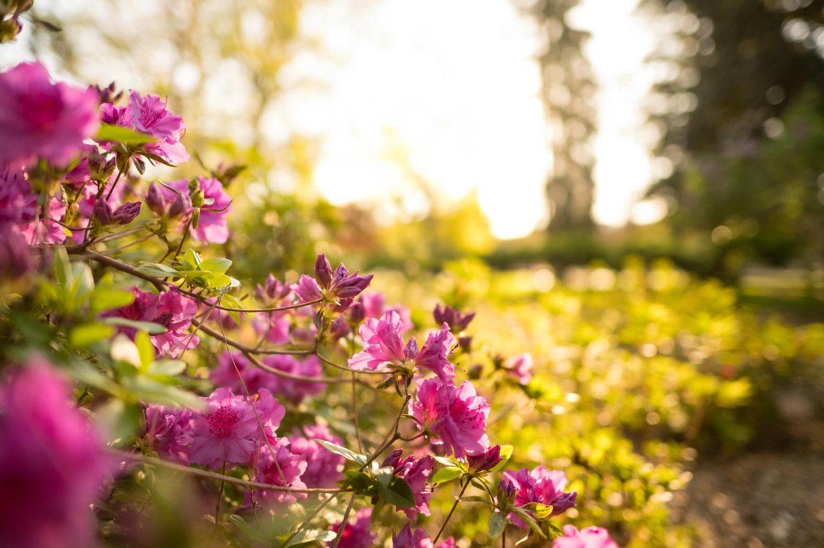 ChicoState's tweet image. This is the way. 💫 #ThisIsChico