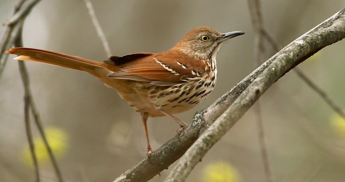 AngieInTO's tweet photo. Another beauty bird I saw on the @uStMikes campus this afternoon, a Brown Thrasher! Again, not my pic. Love Spring Migration, so many birds pass through our campus. I'm bringing my binoculars tomorrow. #tobirdparty #campusbirds #BirdNerdOnCampus https://t.co/phRz0i9QYa