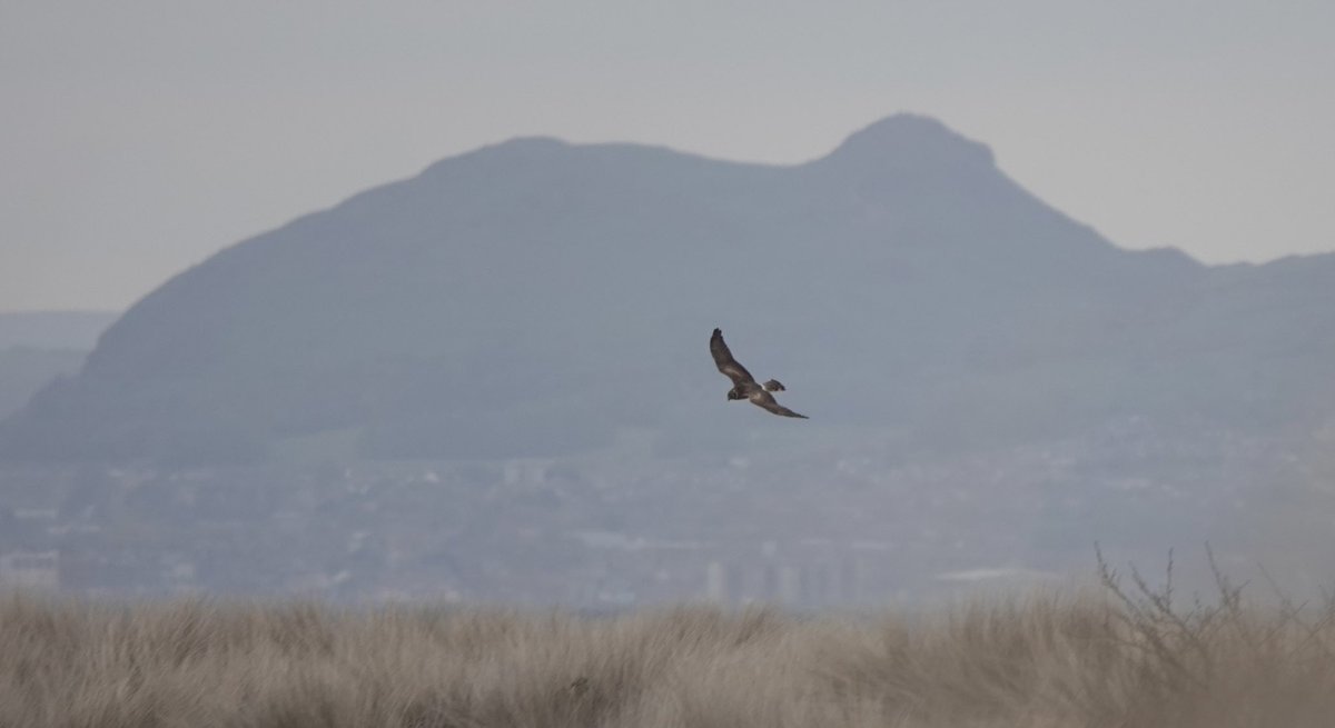 Some pics of the Pallid Harrier at Aberlady Bay this evening  @birdinglothian @ScottishBirding