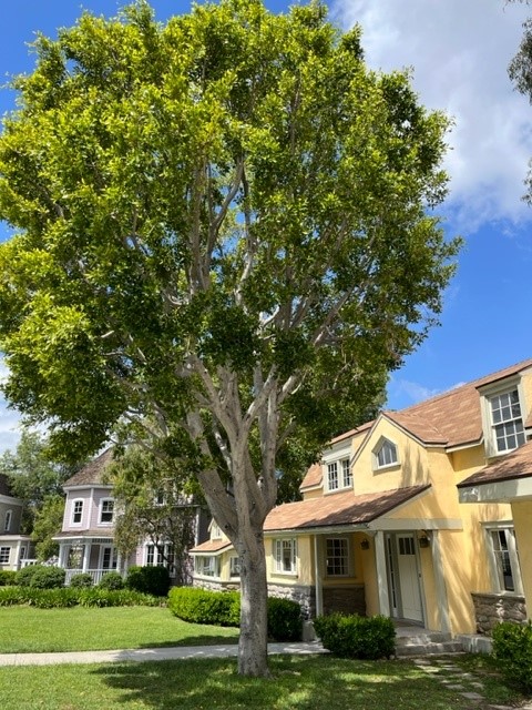 UniStudiosLot's tweet photo. The beautiful #trees on Colonial Street make this #filming location look like an authentic neighborhood cul-de-sac! 🌳 🏡
#OntheLot #OutdoorFilming #Backlot https://t.co/ILgDaoqTZx