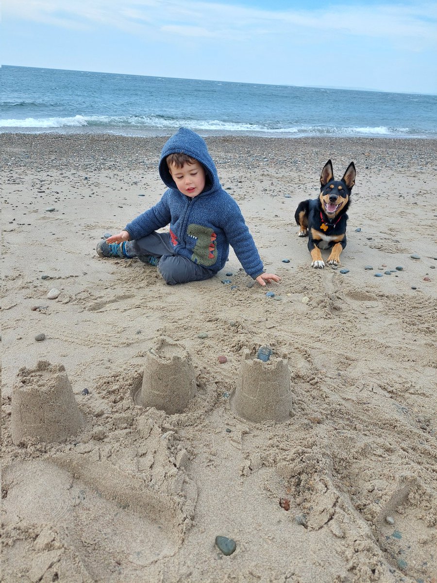 I'm eggstatic to be makesing sandy castles with the baby human #dogsoftwitter