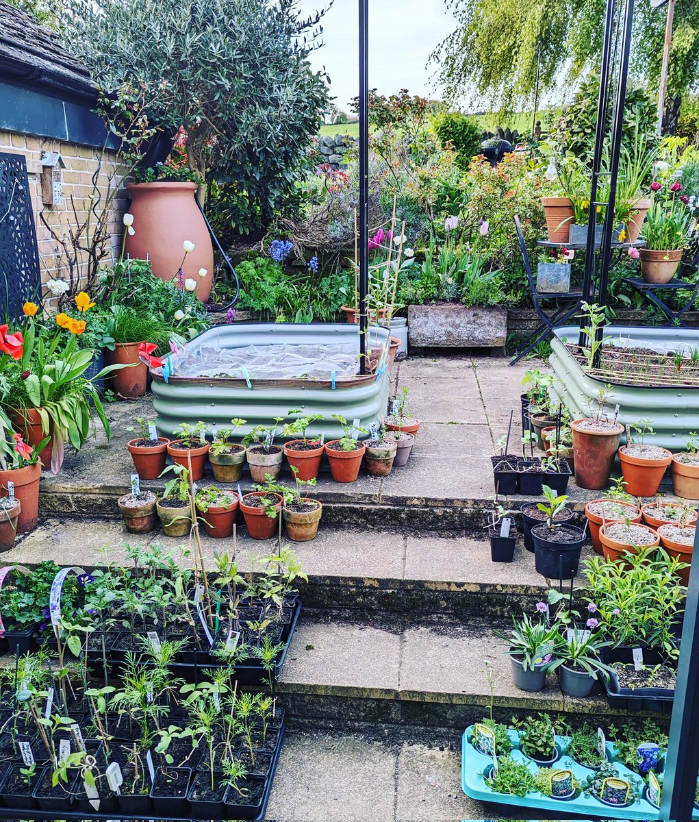 HelenPhoenix1's tweet image. I&apos;ve reached peak &apos;way too many seedlings&apos; stage. Glad we have an extra day off this weekend 🌱☺️
#gardensoftwitter #maygarden