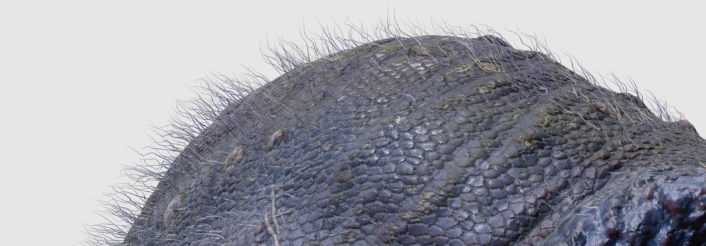 michel_elia's tweet photo. Guys!!! @Coolio_Art  and me are working on something and I warn that for now I won't give concrete details of the topic yet, because it's too early.  But I want to discuss with you something very important and it boils down to :

Feathers or not feathers in spinosaurs? thoughts? https://t.co/sSuZm4GzNU